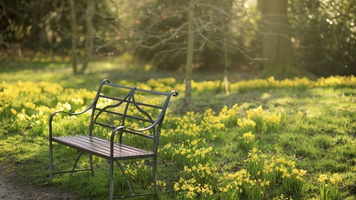 A field of yellow daffodils in the gardens at Dunham Massey